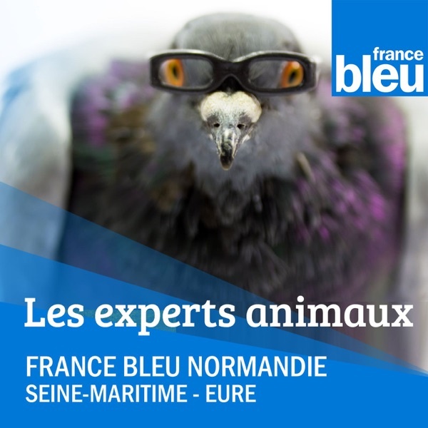 Artwork for Les experts animaux du week-end FBN