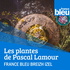 Les plantes de Pascal LAMOUR