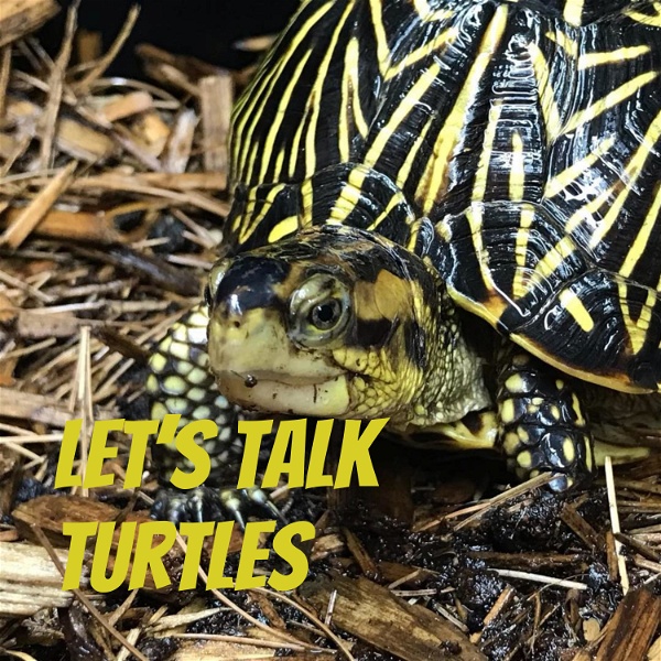 Artwork for Let's Talk Turtles