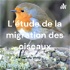 L'étude de la migration des oiseaux