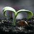 Living Farms: Biodynamic perspectives worldwide