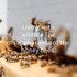 Living with wildlife:The disappearance of the honey bees