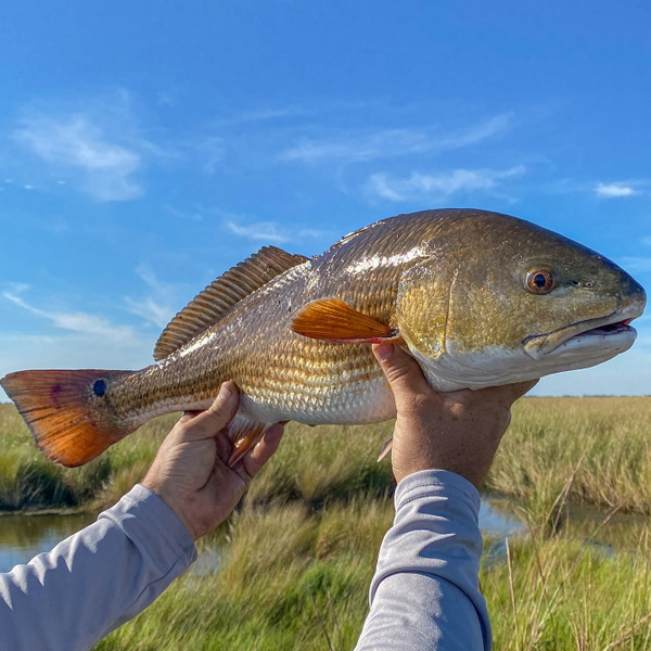 Artwork for Louisiana Great Outdoors