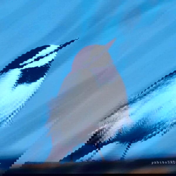 Artwork for まえむきファインダー