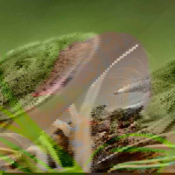 Artwork for Mannimal