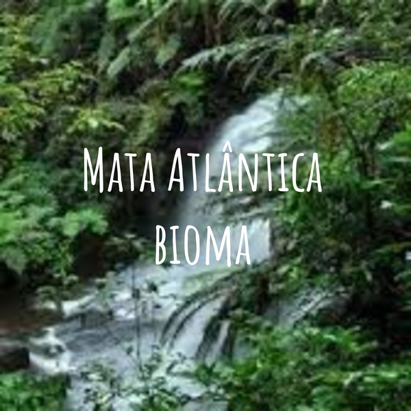 Artwork for Mata Atlântica bioma