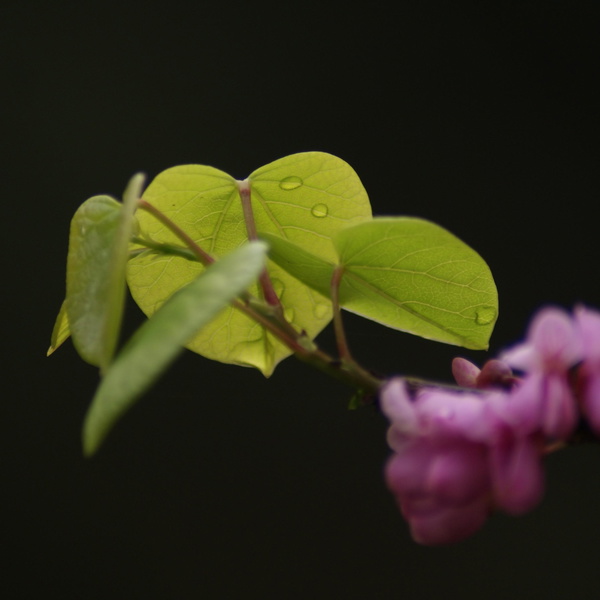 Artwork for 孟飞Phoenix