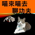 喵來喵去聊功夫