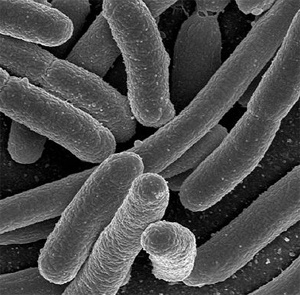 Artwork for Microbes, the little guys.