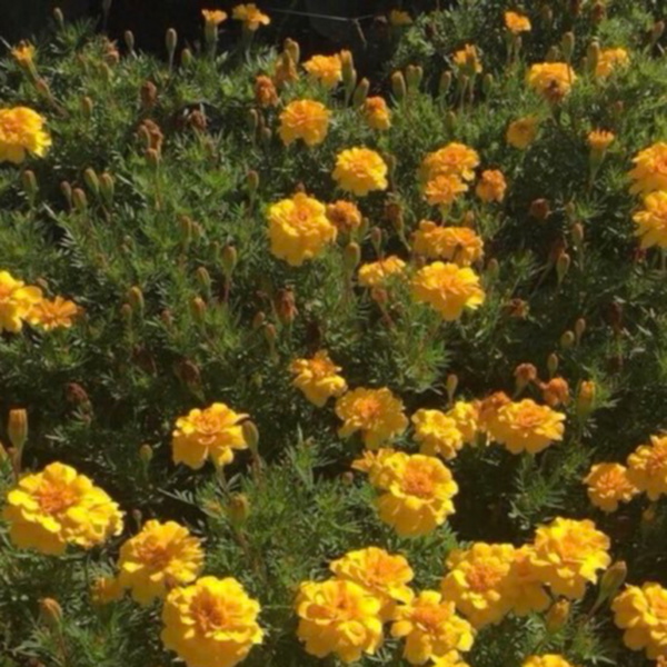 Artwork for Minds Wrapped