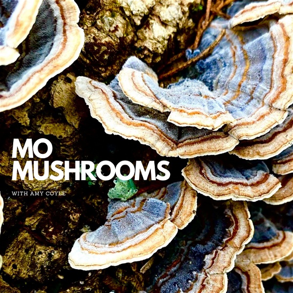 Artwork for MO Mushrooms