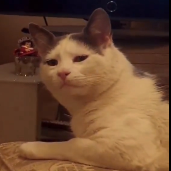 Artwork for My Awesome Test Show 132456™