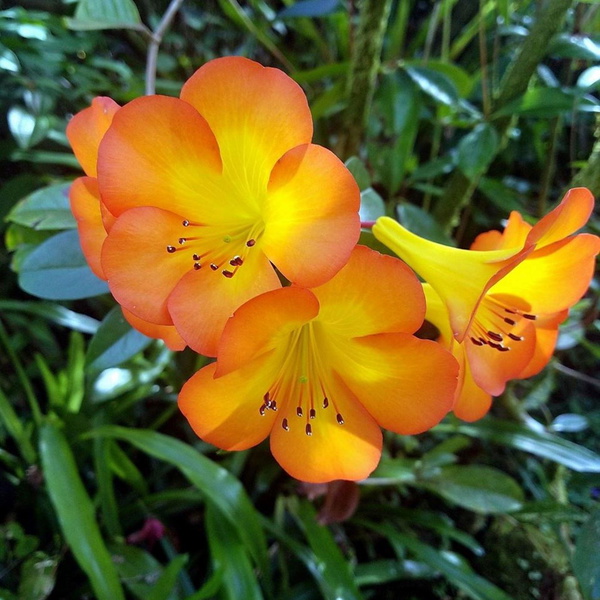 Artwork for Na Mele O Hawai'i