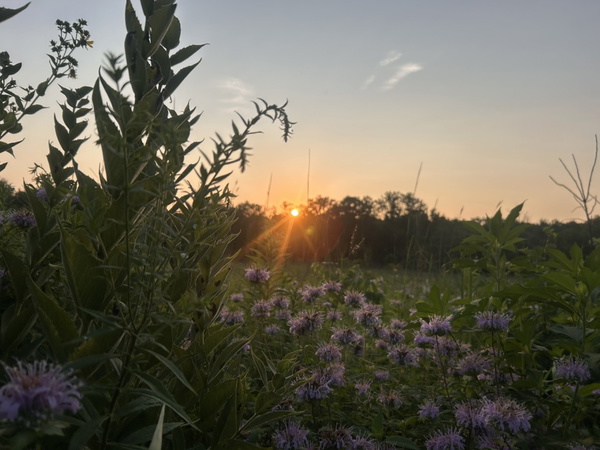 Artwork for National Cannabis Network