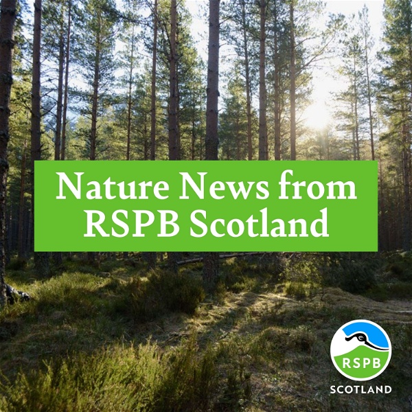 Artwork for Nature News from RSPB Scotland