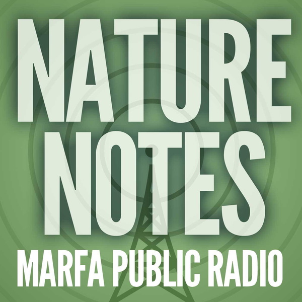 Artwork for Nature Notes