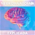 Neuroanatomia Explicada