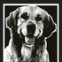 Nice Dog Podcast