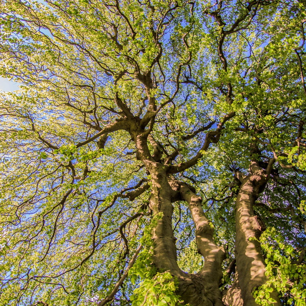 Artwork for No Becky, You Can't Talk To The Manager