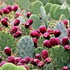 Nopal