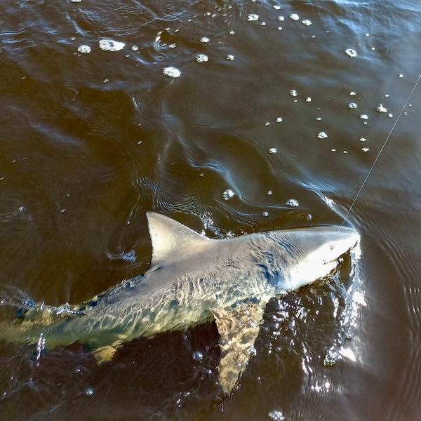 Artwork for North Florida Fishing and Outdoors