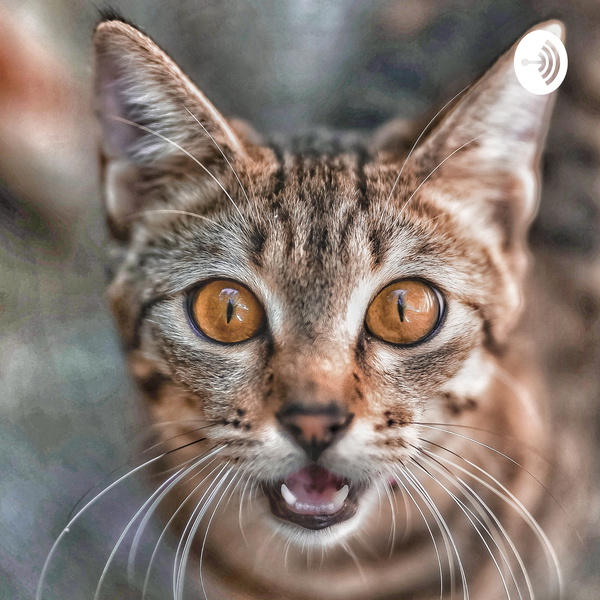 Artwork for Nossa Curiosidade