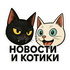 Новости и котики