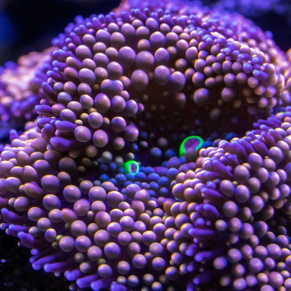 Artwork for Oceans are Cool