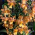 Orchid Chat With Dr. Connors