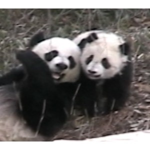 Artwork for Otter Scrubber