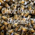 Ottos Bienen Podcast