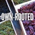 Own-Rooted