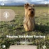 Passion Yorkshire terriers