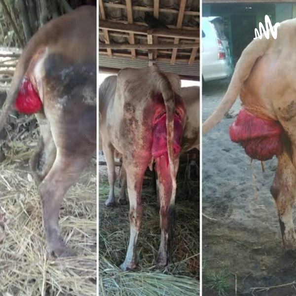 Artwork for Penyakit Prolapsus Uteri(rahim keluar) Pada Ternak Sapi By Camay Putri Zuanzah