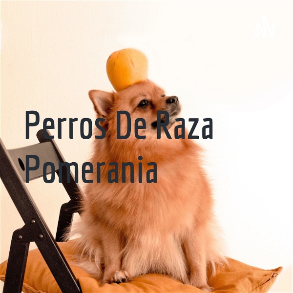 Artwork for Perros De Raza Pomerania