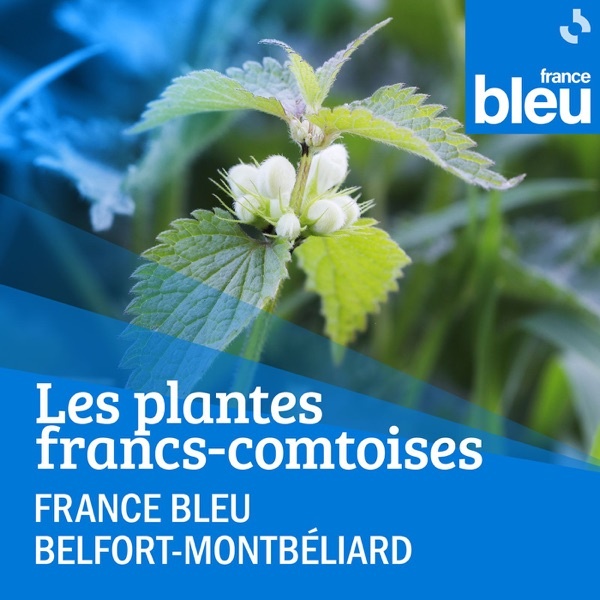 Artwork for Les plantes franc-comtoises, de la cueillette à l'assiette
