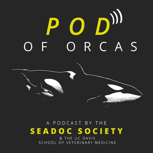 Artwork for Pod of Orcas