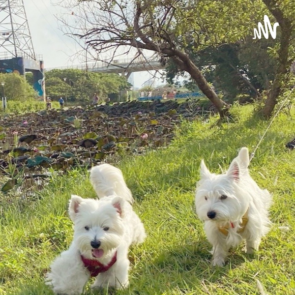 Artwork for PODCAST ARISA