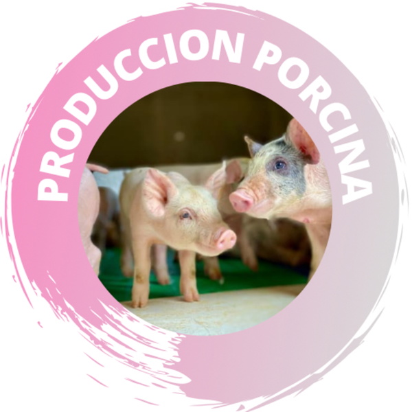 Artwork for Producción Porcina