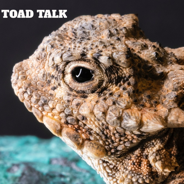 Artwork for Toad Talk