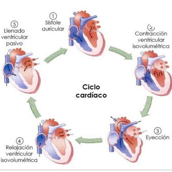 Artwork for ¿Qué es el ciclo cardíaco?