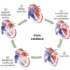 ¿Qué es el ciclo cardíaco?