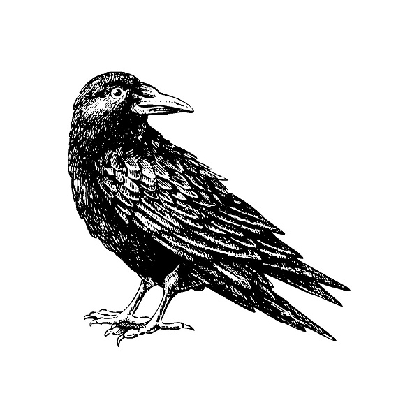 Artwork for Rare Bird Radio