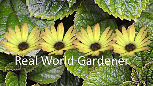 Artwork for Real World Gardener-Horticulture, Gardening, Learning to Grow