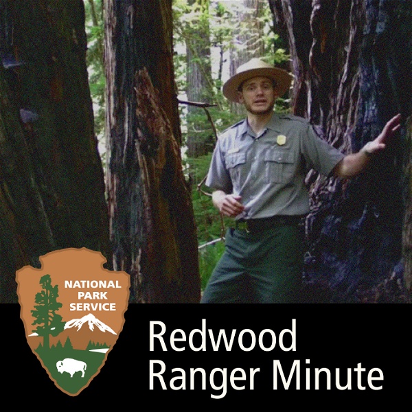 Artwork for Redwood Ranger Minute