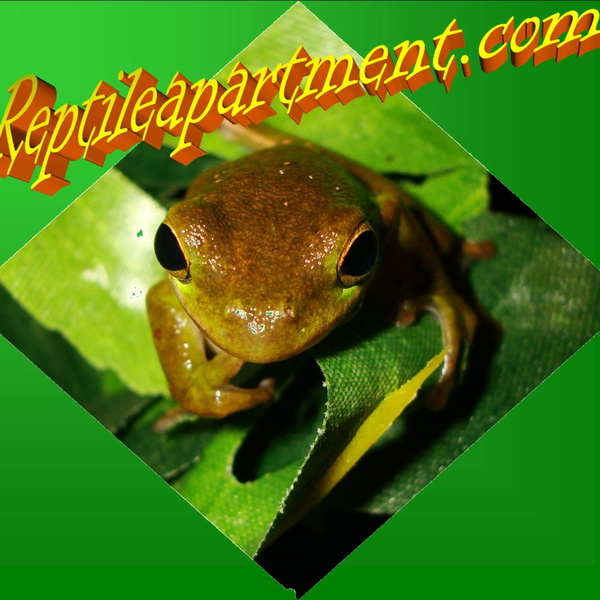 Artwork for Reptile Apartment.com's Reptile Living Room