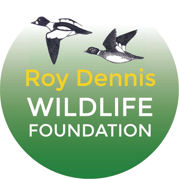 Artwork for Roy Dennis Wildlife Foundation: hands-on conservation