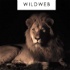 Safaris Africa - WildWeb
