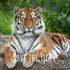 Save the Tiger