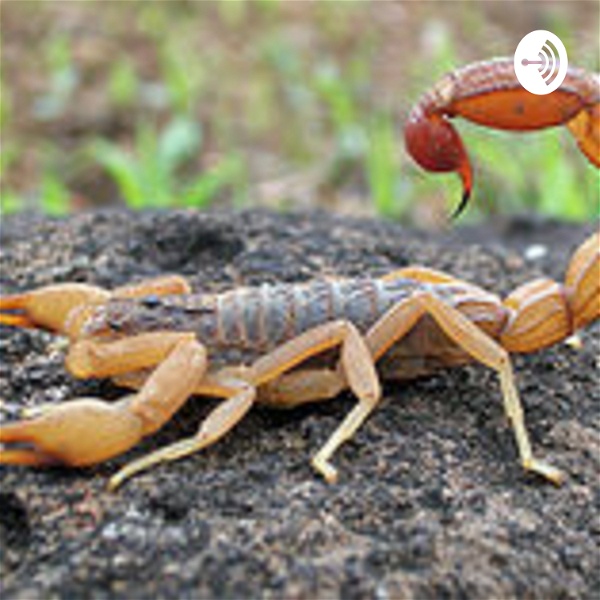 Artwork for Scorpions